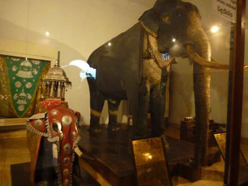 Raja the Maligawa Tusker Sri Lankan tusker elephant belonged to the Sri Dalada Maligawa